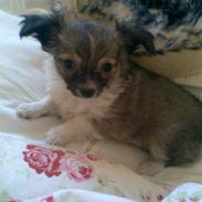 Chihuahua Michlo Savner diiig <3