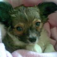 Chihuahua Michlo Savner diiig <3