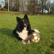 Border collie Søren