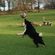 Border collie Søren