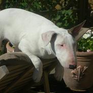 Bullterrier Georg