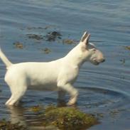 Bullterrier Georg