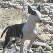 Bullterrier Georg