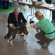 Bullterrier Georg