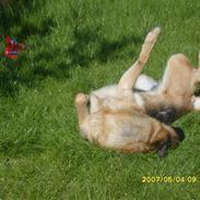 Schæferhund Brisca