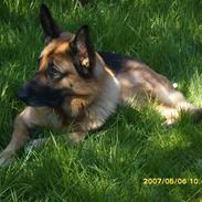 Schæferhund Brisca