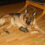Schæferhund Brisca