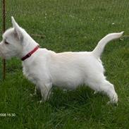 West highland white terrier KIKI