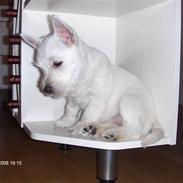 West highland white terrier KIKI