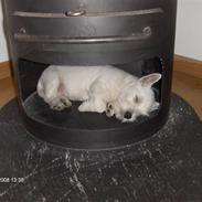 West highland white terrier KIKI