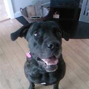 Cane corso Aisha
