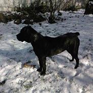 Cane corso Aisha