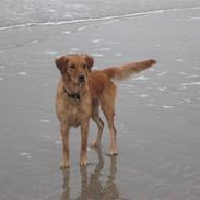 Golden retriever Cuba<3