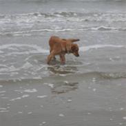 Golden retriever Cuba<3