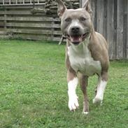 Amerikansk staffordshire terrier Kato