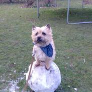 Cairn terrier Samson