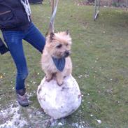 Cairn terrier Samson