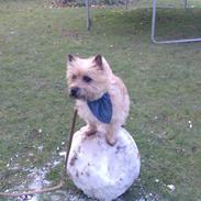 Cairn terrier Samson