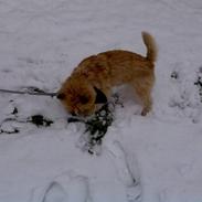 Cairn terrier Samson
