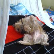 Cairn terrier Samson