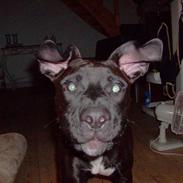 Amerikansk staffordshire terrier Jackie