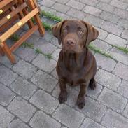 Labrador retriever Coco