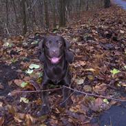 Labrador retriever Coco