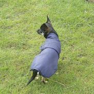 Chihuahua Choise