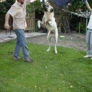 Kangal Bodyguard