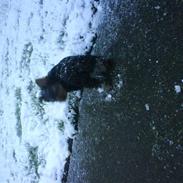 Yorkshire terrier Louis