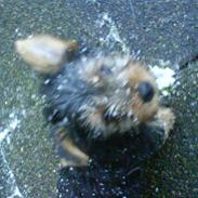 Yorkshire terrier Louis