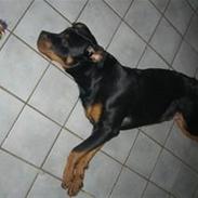 Rottweiler BALOO