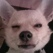 Chihuahua Basse