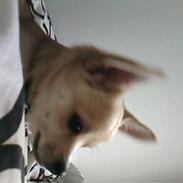 Chihuahua Basse