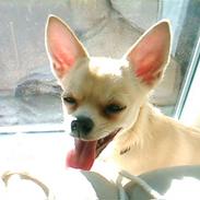 Chihuahua Basse