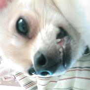 Chihuahua Basse
