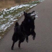 Border collie Turbo