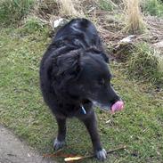 Border collie Turbo