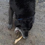 Border collie Turbo