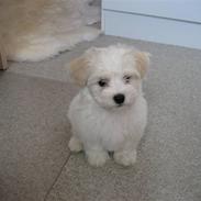 Bichon havanais Bailey <3