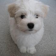 Bichon havanais Bailey <3