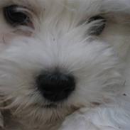 Bichon havanais Bailey <3