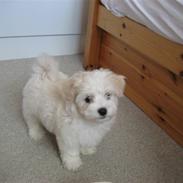 Bichon havanais Bailey <3