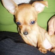 Chihuahua Gizmo