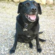 Labrador retriever Mille <3