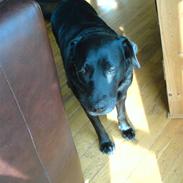 Labrador retriever Mille <3