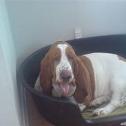 Basset hound josephine