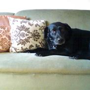 Labrador retriever Mille <3