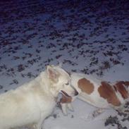 Basset hound josephine