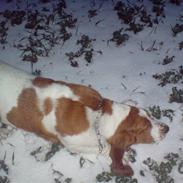 Basset hound josephine